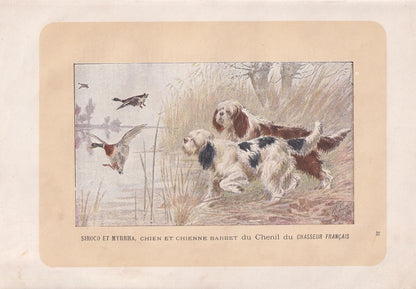 1896 BARBET DOG Print - Original Antique Hunting Dog Print - Dog Wall Art Gift - Animal Art - Dog Lover - 10 x 7 Inches