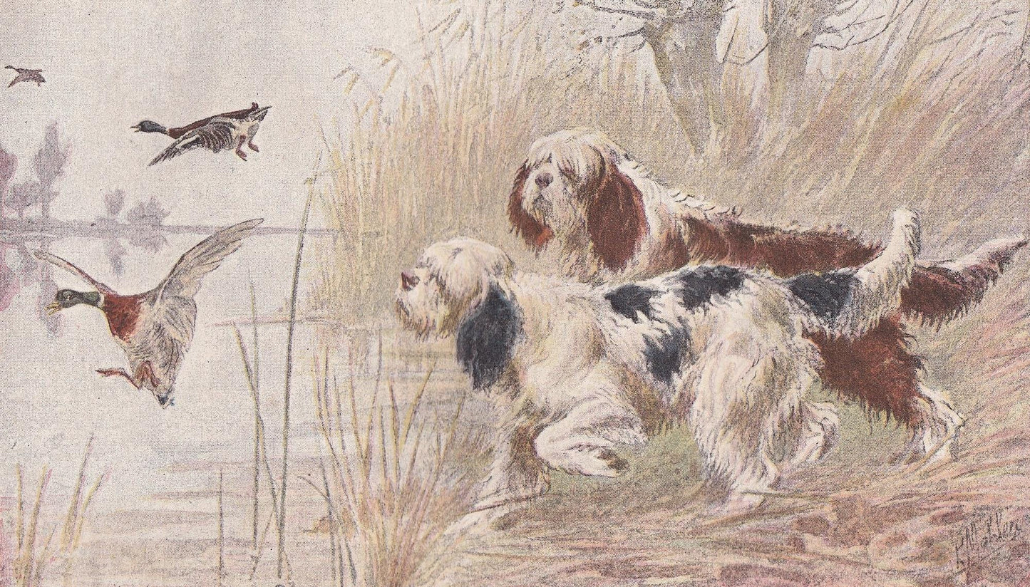 1896 BARBET DOG Print - Original Antique Hunting Dog Print - Dog Wall Art Gift - Animal Art - Dog Lover - 10 x 7 Inches