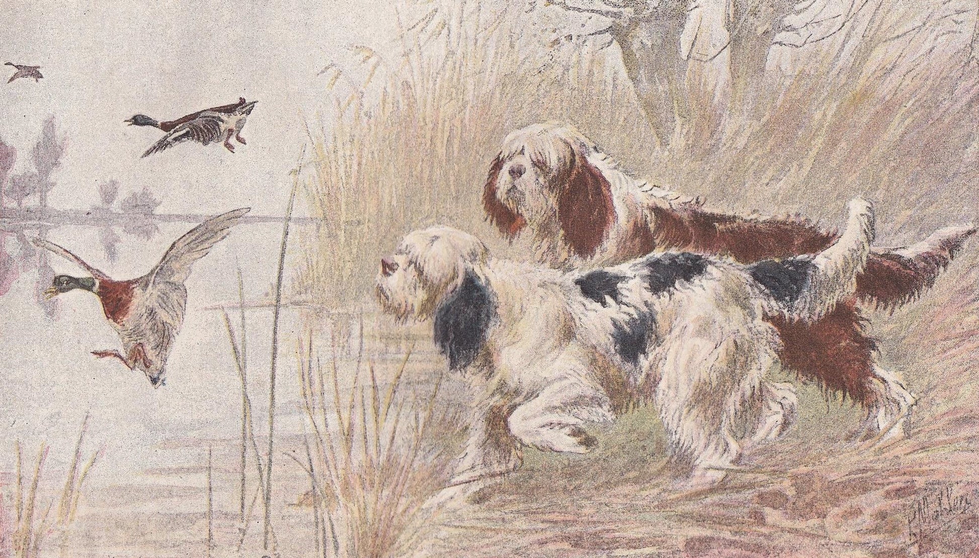 1896 BARBET DOG Print - Original Antique Hunting Dog Print - Dog Wall Art Gift - Animal Art - Dog Lover - 10 x 7 Inches