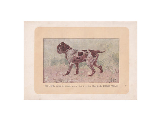 1896 FRENCH GRIFFON DOG Print - Original Antique Hunting Dog Print - Dog Wall Art Gift - Animal Art - Dog Lover - 10 x 7 Inches