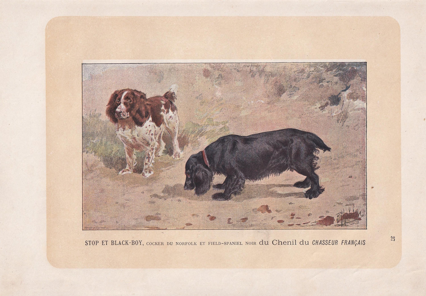 1896 COCKER & FIELD SPANIEL Dog Print - Original Antique Hunting Dog Print - Dog Wall Art Gift - Animal Art - Dog Lover - 10 x 7 Inches