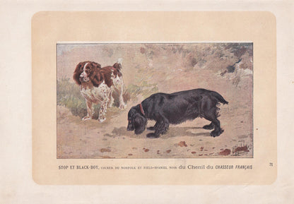 1896 COCKER & FIELD SPANIEL Dog Print - Original Antique Hunting Dog Print - Dog Wall Art Gift - Animal Art - Dog Lover - 10 x 7 Inches