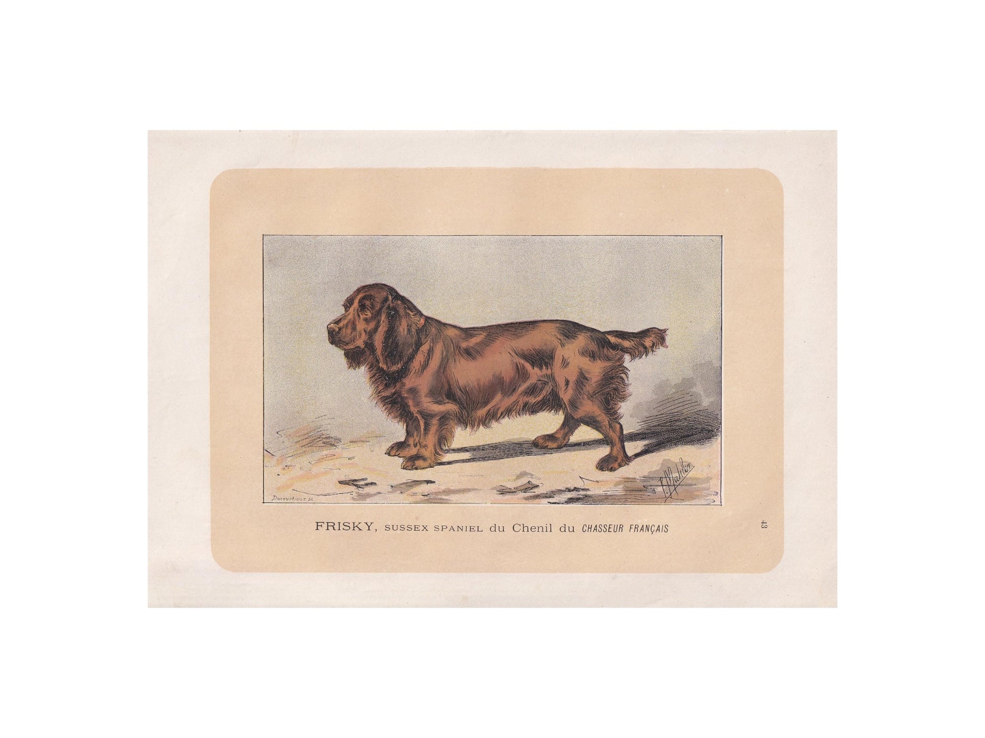 1896 SUSSEX SPANIEL DOG Print - Original Antique Hunting Dog Print - Dog Wall Art Gift - Animal Art - Dog Lover - 10 x 7 Inches
