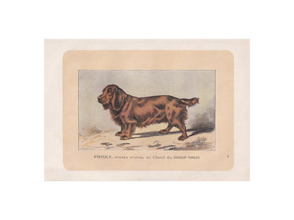 1896 SUSSEX SPANIEL DOG Print - Original Antique Hunting Dog Print - Dog Wall Art Gift - Animal Art - Dog Lover - 10 x 7 Inches