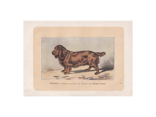 1896 SUSSEX SPANIEL DOG Print - Original Antique Hunting Dog Print - Dog Wall Art Gift - Animal Art - Dog Lover - 10 x 7 Inches
