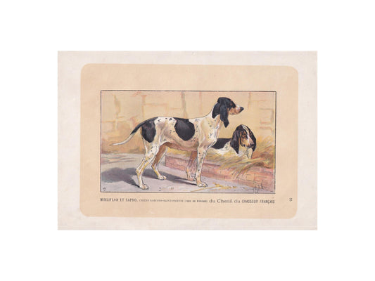 1896 GASCON SAINTONGEOIS DOG Print - Original Antique Hunting Dog Print - Dog Wall Art Gift - Animal Art - Dog Lover - 10 x 7 Inches
