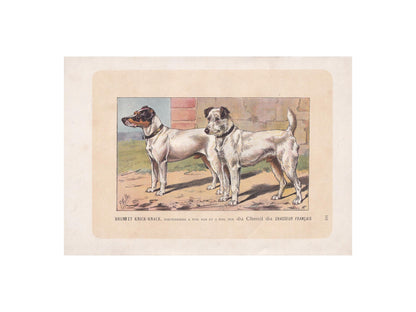 1896 FOX TERRIER DOG Print - Original Antique Hunting Dog Print - Dog Wall Art Gift - Animal Art - Dog Lover - 10 x 7 Inches