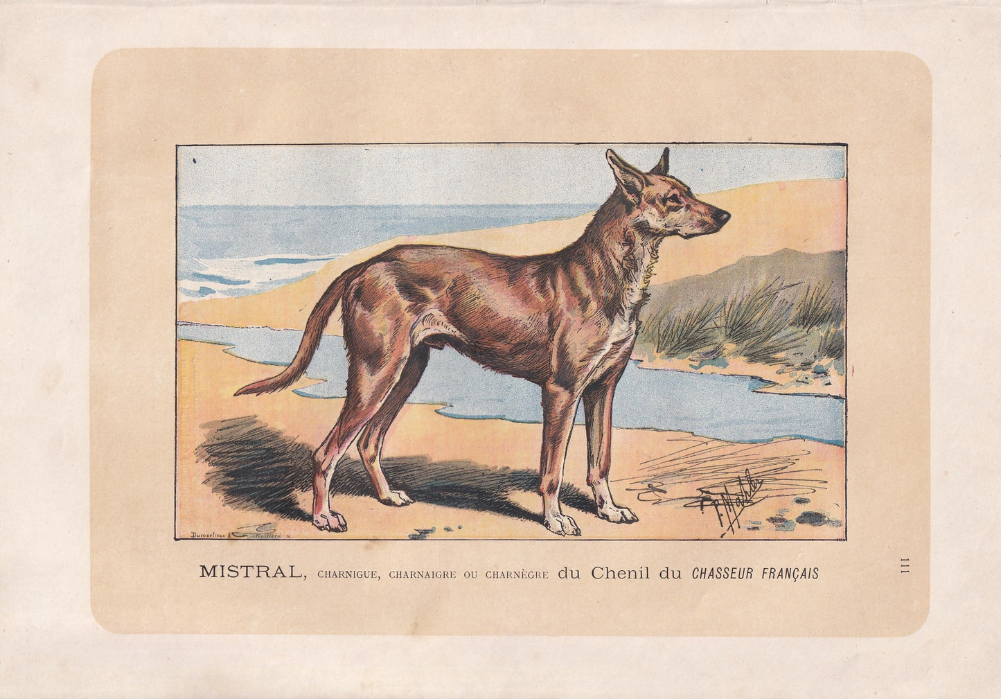 1896 IBIZAN HOUND DOG Print - Original Antique Hunting Dog Print - Dog Wall Art Gift - Animal Art - Dog Lover - 10 x 7 Inches