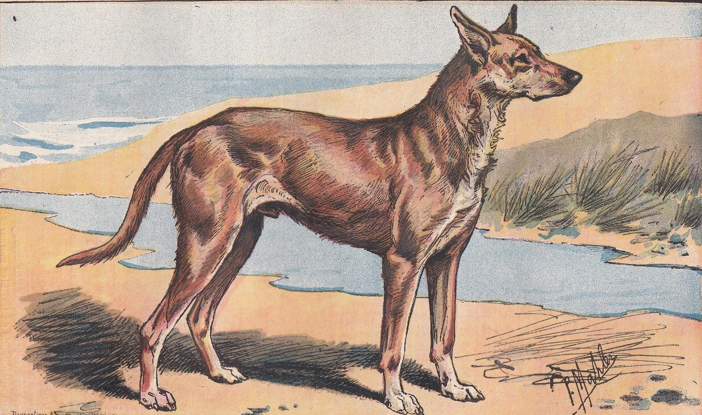 1896 IBIZAN HOUND DOG Print - Original Antique Hunting Dog Print - Dog Wall Art Gift - Animal Art - Dog Lover - 10 x 7 Inches