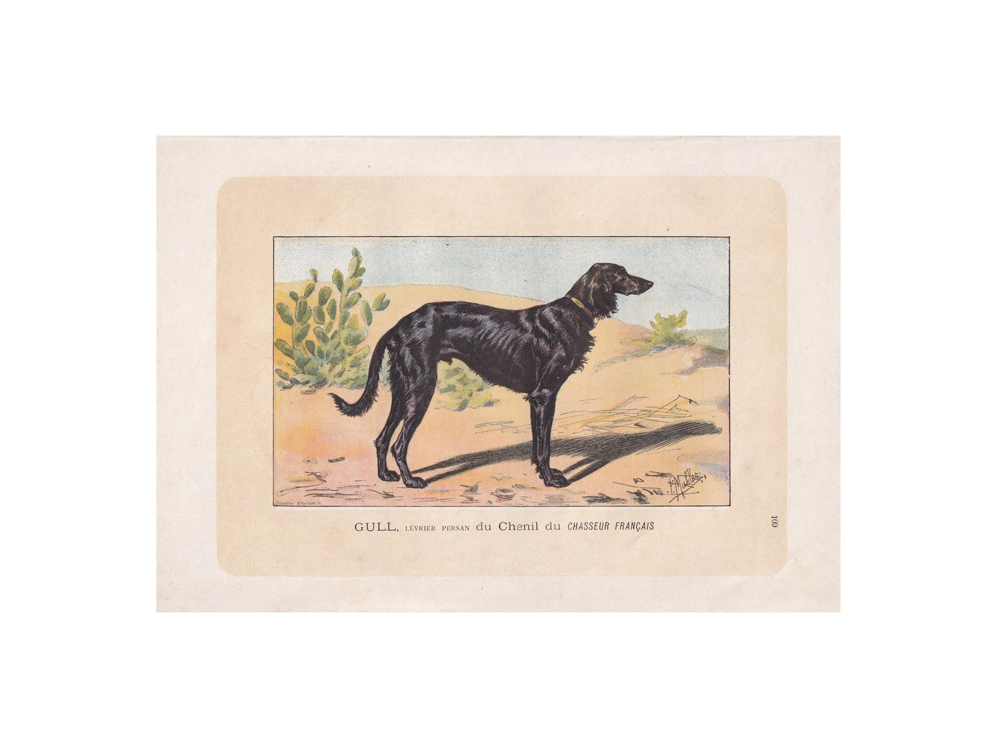 1896 SALUKI DOG Print - Original Antique Hunting Dog Print - Dog Wall Art Gift - Animal Art - Dog Lover - 10 x 7 Inches