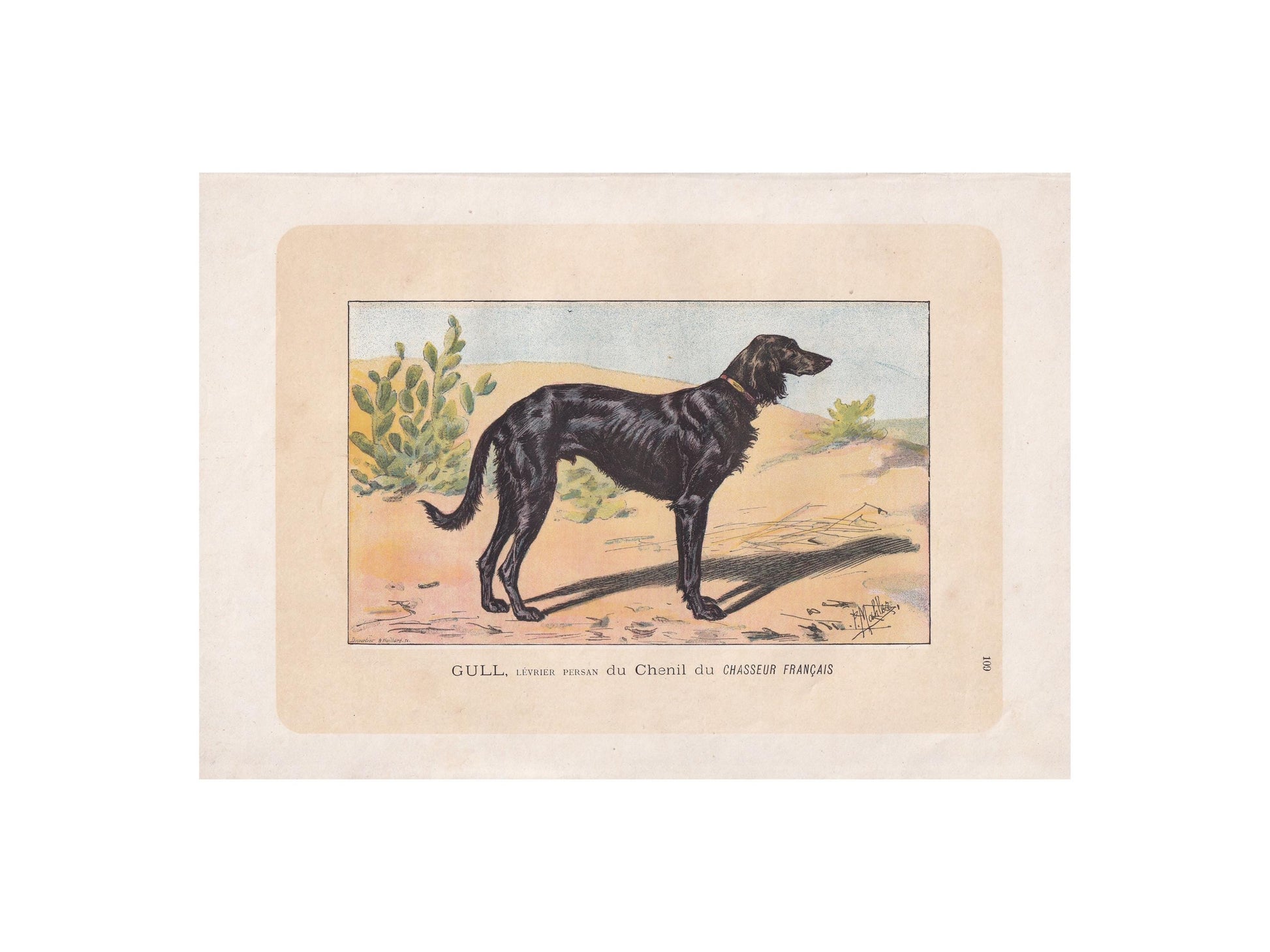 1896 SALUKI DOG Print - Original Antique Hunting Dog Print - Dog Wall Art Gift - Animal Art - Dog Lover - 10 x 7 Inches