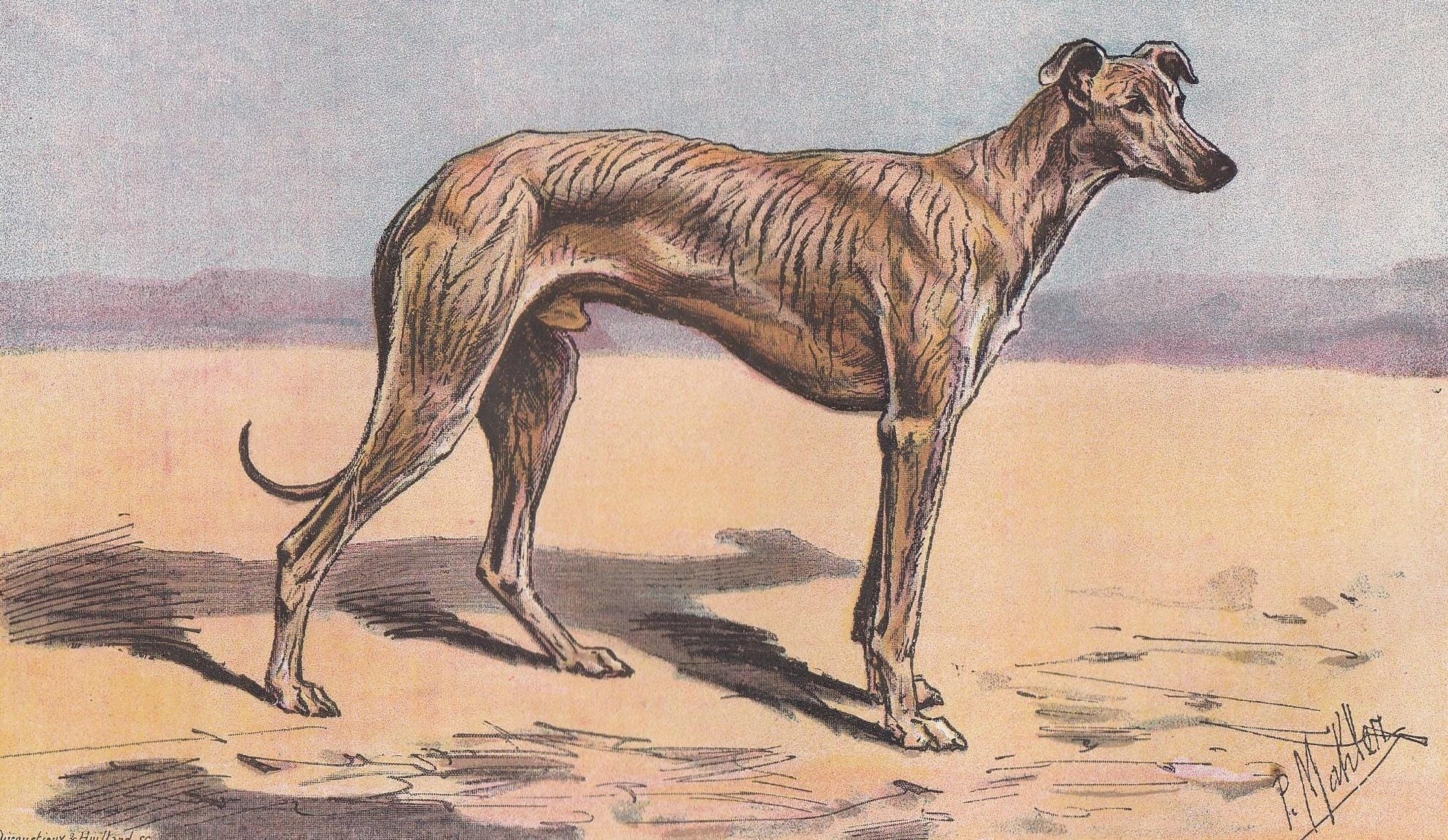 1896 SLOUGHI ARABIAN GREYHOUND Dog Print - Original Antique Hunting Dog Print - Dog Wall Art Gift - Animal Art - Dog Lover - 10 x 7 Inches