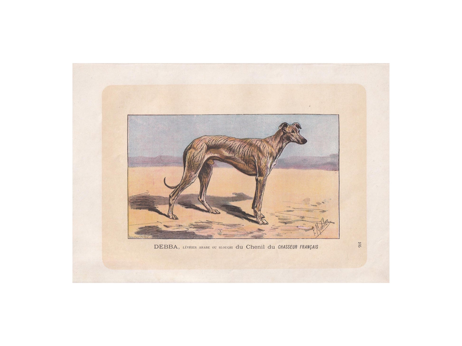1896 SLOUGHI ARABIAN GREYHOUND Dog Print - Original Antique Hunting Dog Print - Dog Wall Art Gift - Animal Art - Dog Lover - 10 x 7 Inches