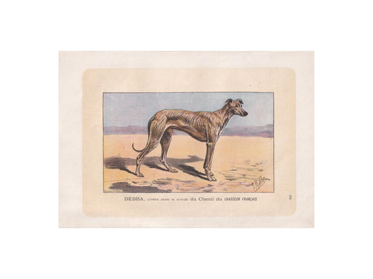 1896 SLOUGHI ARABIAN GREYHOUND Dog Print - Original Antique Hunting Dog Print - Dog Wall Art Gift - Animal Art - Dog Lover - 10 x 7 Inches