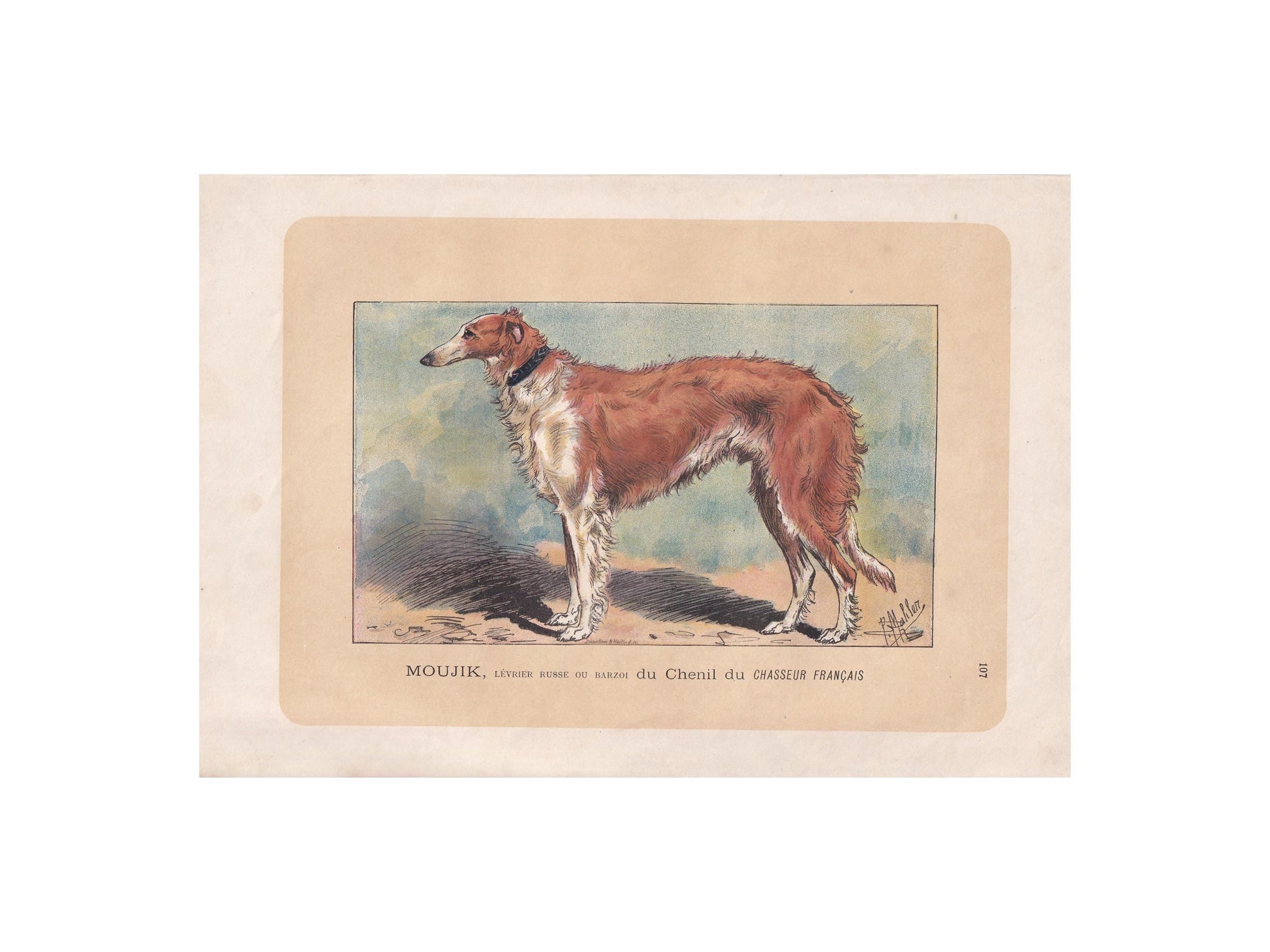 1896 BORZOI DOG Print - Original Antique Hunting Dog Print - Dog Wall Art Gift - Animal Art - Dog Lover - 10 x 7 Inches