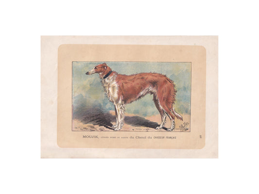 1896 BORZOI DOG Print - Original Antique Hunting Dog Print - Dog Wall Art Gift - Animal Art - Dog Lover - 10 x 7 Inches