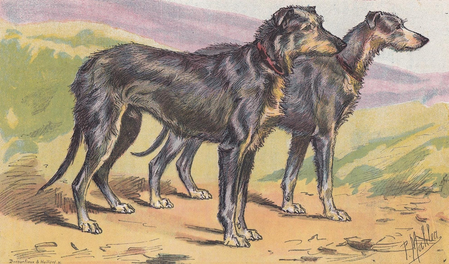 1896 SCOTTISH DEERHOUND DOG Print - Original Antique Hunting Dog Print - Dog Wall Art Gift - Animal Art - Dog Lover - 10 x 7 Inches