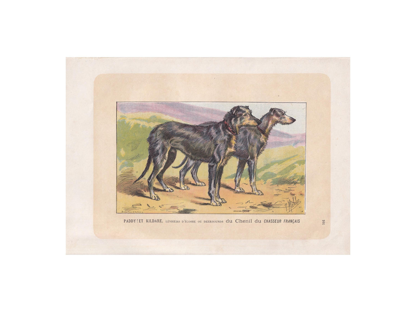 1896 SCOTTISH DEERHOUND DOG Print - Original Antique Hunting Dog Print - Dog Wall Art Gift - Animal Art - Dog Lover - 10 x 7 Inches