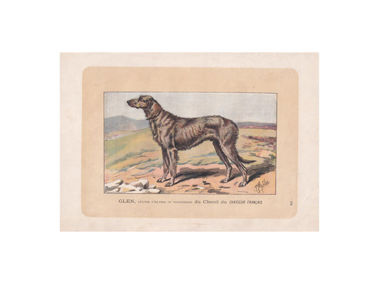 1896 IRISH WOLFHOUND DOG Print - Original Antique Hunting Dog Print - Dog Wall Art Gift - Animal Art - Dog Lover - 10 x 7 Inches