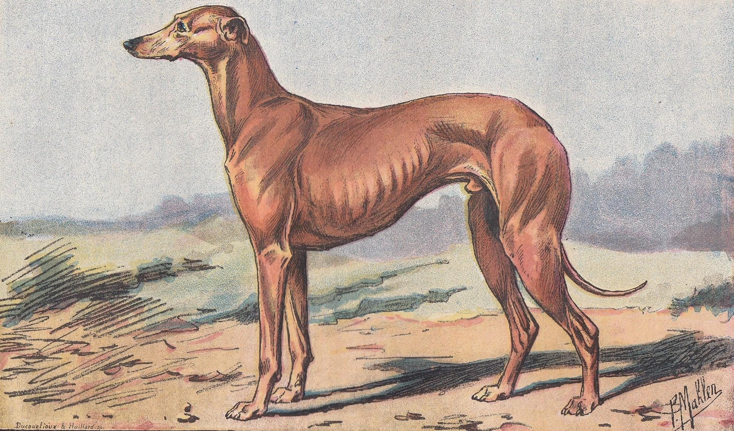 1896 GREYHOUND DOG Print - Original Antique Hunting Dog Print - Dog Wall Art Gift - Animal Art - Dog Lover - 10 x 7 Inches