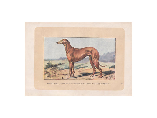 1896 GREYHOUND DOG Print - Original Antique Hunting Dog Print - Dog Wall Art Gift - Animal Art - Dog Lover - 10 x 7 Inches