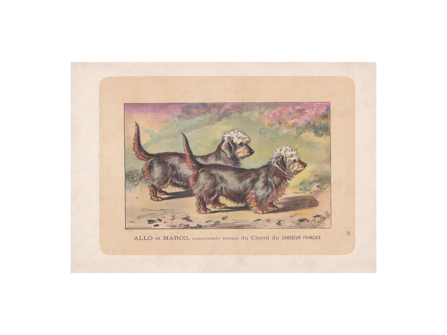 1896 DANDIE DINMONT DOG Print - Original Antique Hunting Dog Print - Dog Wall Art Gift - Animal Art - Dog Lover - 10 x 7 Inches