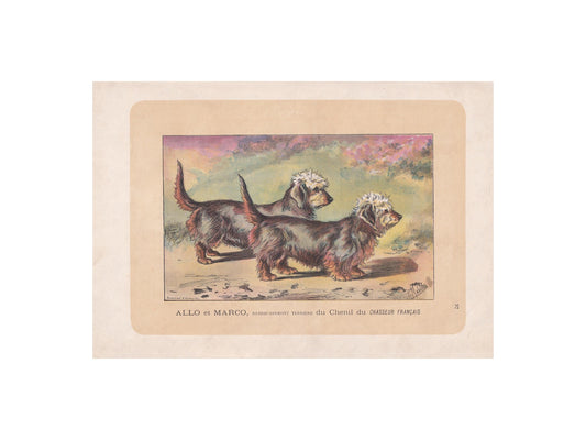 1896 DANDIE DINMONT DOG Print - Original Antique Hunting Dog Print - Dog Wall Art Gift - Animal Art - Dog Lover - 10 x 7 Inches