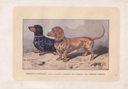 1896 DACHSHUND DOG Print - Original Antique Hunting Dog Print - Dog Wall Art Gift - Animal Art - Dog Lover - 10 x 7 Inches