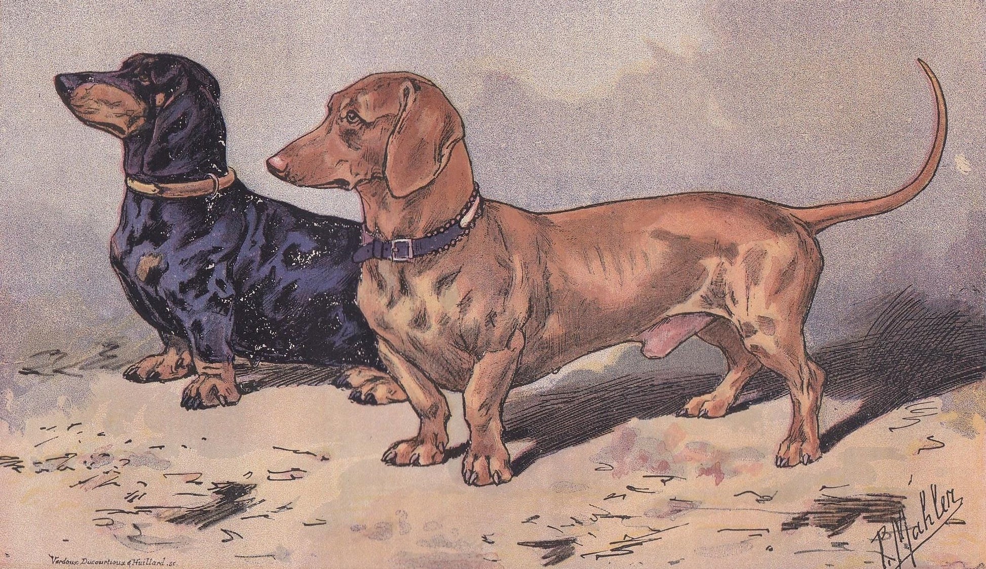 1896 DACHSHUND DOG Print - Original Antique Hunting Dog Print - Dog Wall Art Gift - Animal Art - Dog Lover - 10 x 7 Inches