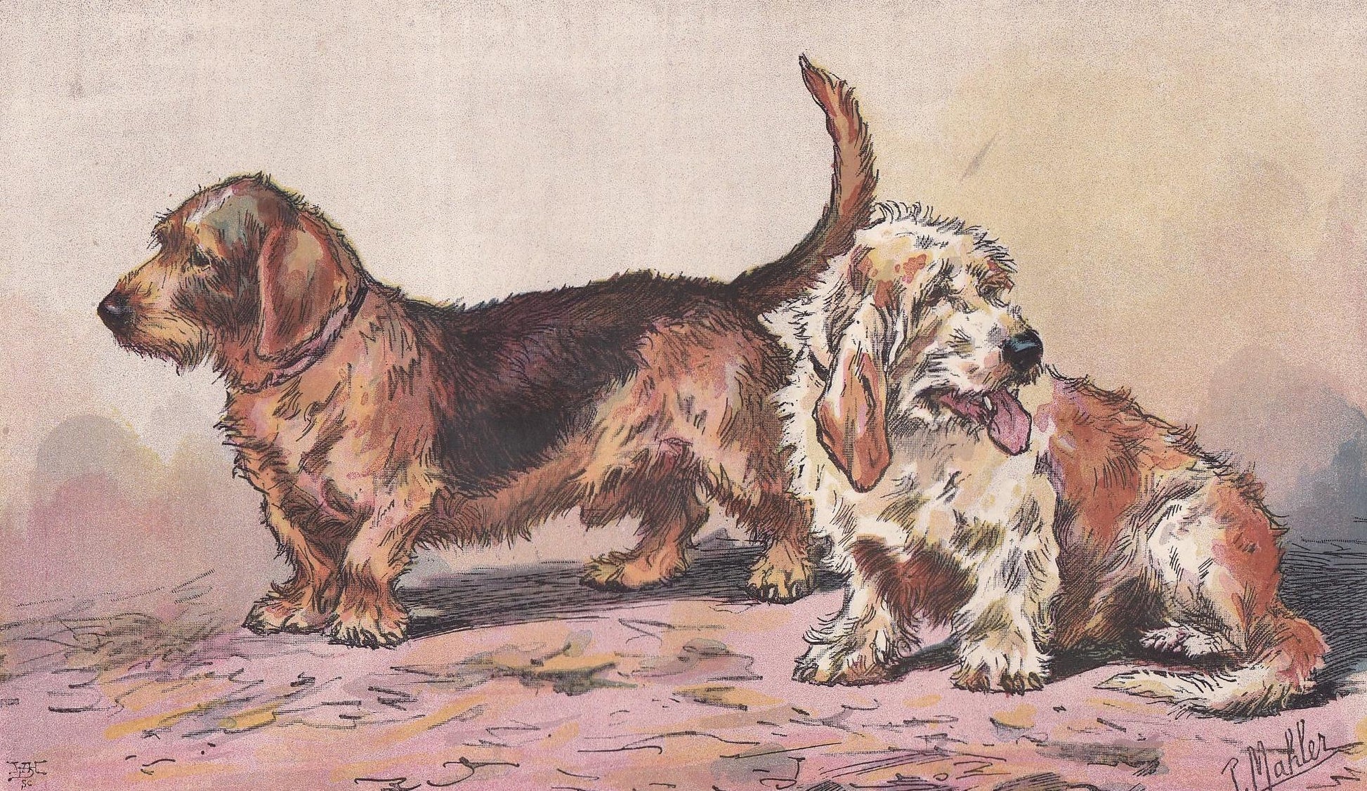 1896 BASSET GRIFFON & VENDEEN Dog Print - Original Antique Hunting Dog Print - Dog Wall Art Gift - Animal Art - Dog Lover - 10 x 7 Inches