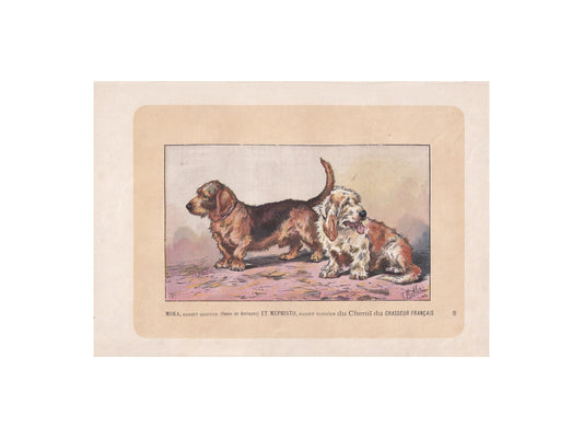 1896 BASSET GRIFFON & VENDEEN Dog Print - Original Antique Hunting Dog Print - Dog Wall Art Gift - Animal Art - Dog Lover - 10 x 7 Inches