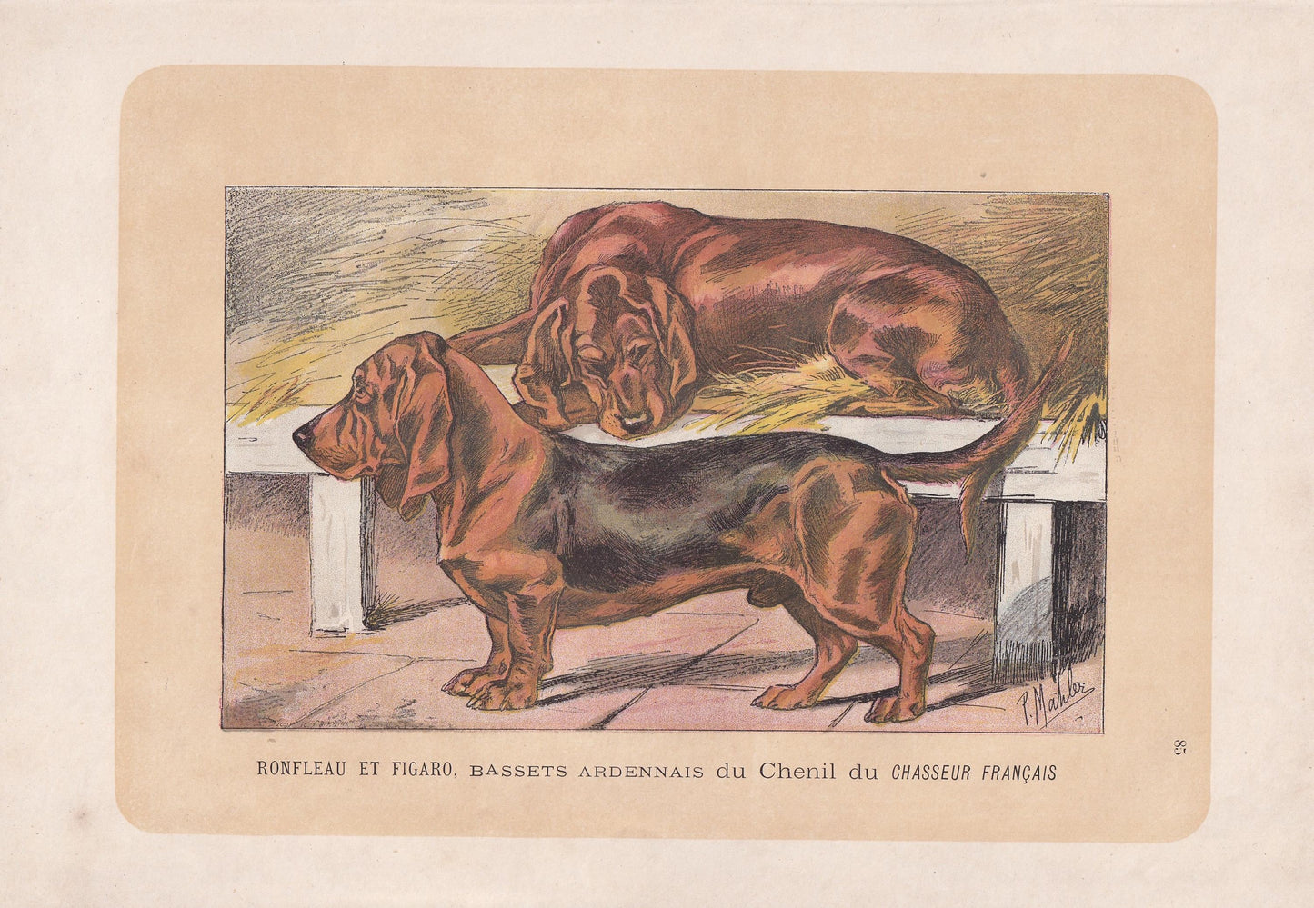 1896 BASSET DOG Print - Original Antique Hunting Dog Print - Dog Wall Art Gift - Animal Art - Dog Lover - 10 x 7 Inches