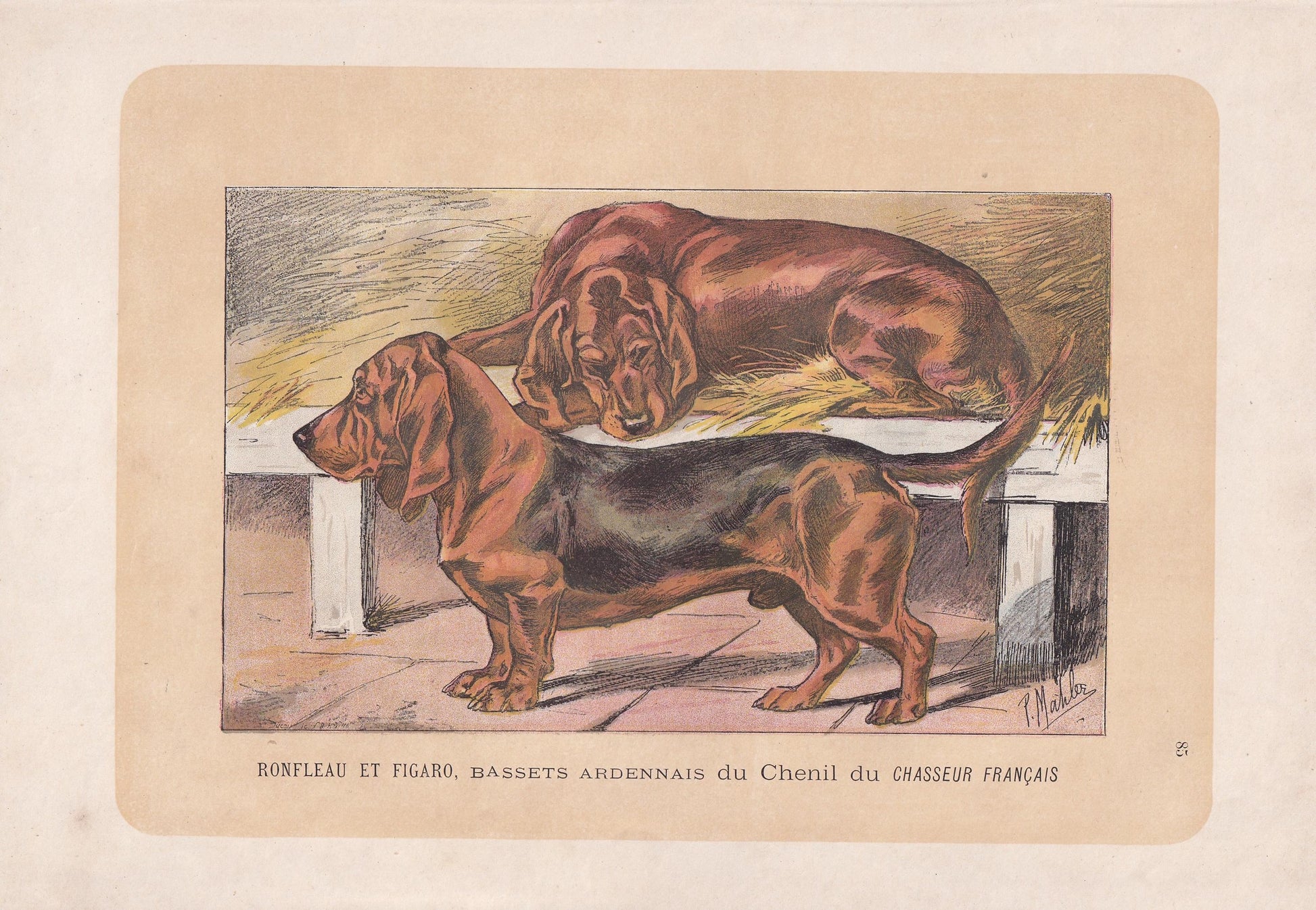 1896 BASSET DOG Print - Original Antique Hunting Dog Print - Dog Wall Art Gift - Animal Art - Dog Lover - 10 x 7 Inches