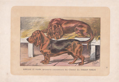 1896 BASSET DOG Print - Original Antique Hunting Dog Print - Dog Wall Art Gift - Animal Art - Dog Lover - 10 x 7 Inches