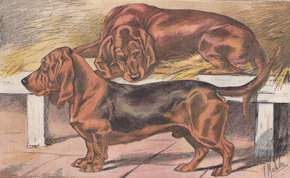 1896 BASSET DOG Print - Original Antique Hunting Dog Print - Dog Wall Art Gift - Animal Art - Dog Lover - 10 x 7 Inches