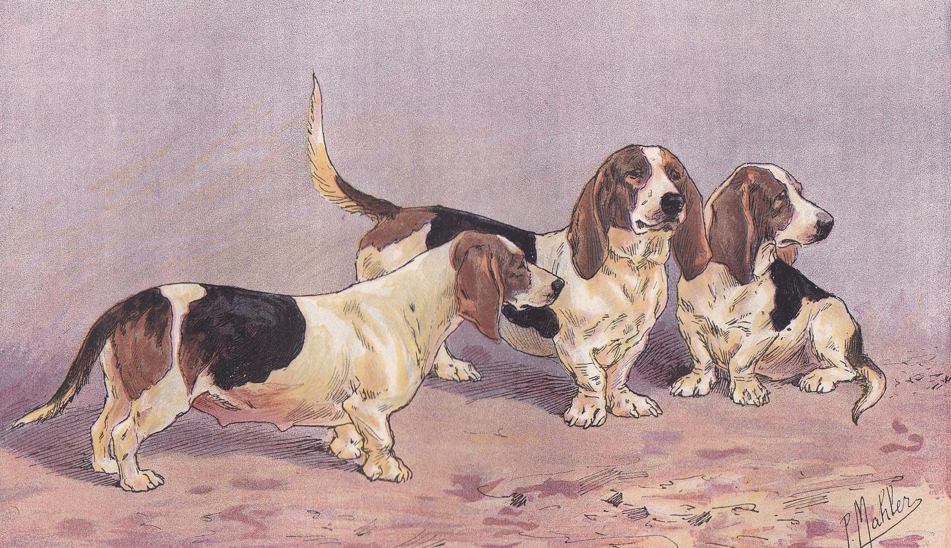 1896 BASSET DOG Print - Original Antique Hunting Dog Print - Dog Wall Art Gift - Animal Art - Dog Lover - 10 x 7 Inches
