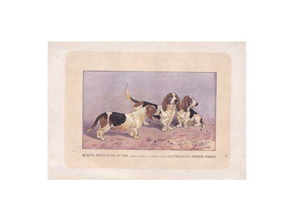 1896 BASSET DOG Print - Original Antique Hunting Dog Print - Dog Wall Art Gift - Animal Art - Dog Lover - 10 x 7 Inches