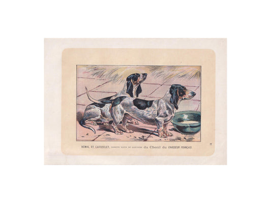 1896 BLUE GASCONY BASSET Dog Print - Original Antique Hunting Dog Print - Dog Wall Art Gift - Animal Art - Dog Lover - 10 x 7 Inches