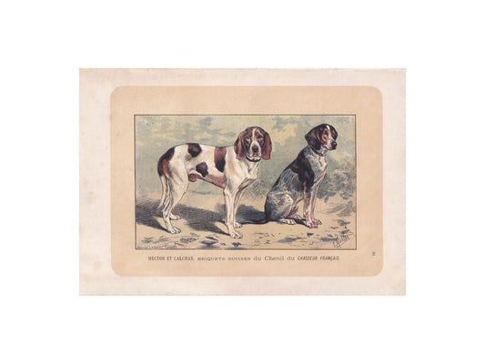 1896 SWISS HOUND DOG Print - Original Antique Hunting Dog Print - Dog Wall Art Gift - Animal Art - Dog Lover - 10 x 7 Inches