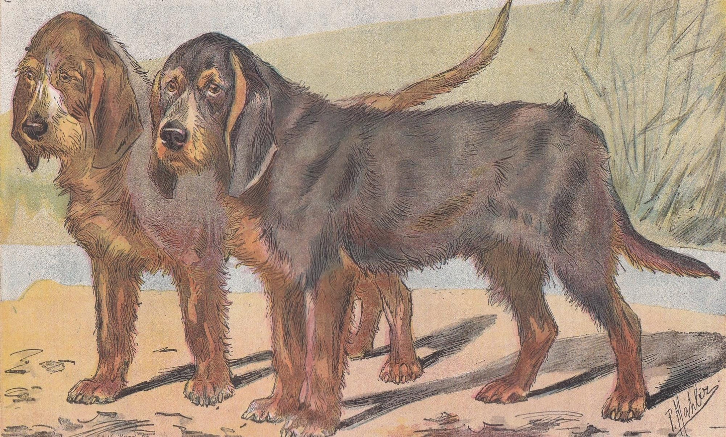 1896 OTTERHOUND DOG Print - Original Antique Hunting Dog Print - Dog Wall Art Gift - Animal Art - Dog Lover - 10 x 7 Inches