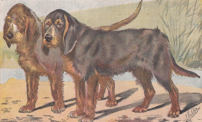 1896 OTTERHOUND DOG Print - Original Antique Hunting Dog Print - Dog Wall Art Gift - Animal Art - Dog Lover - 10 x 7 Inches
