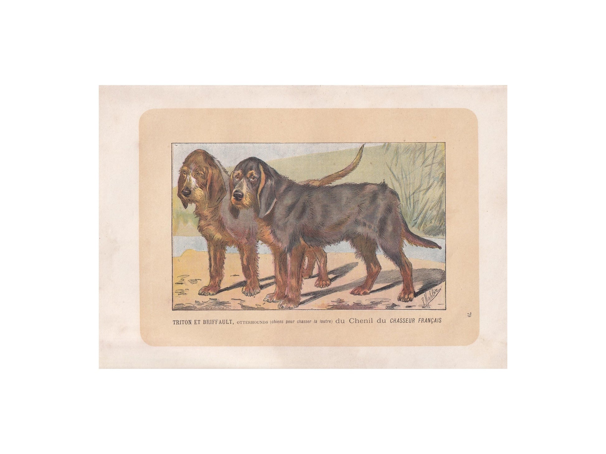 1896 OTTERHOUND DOG Print - Original Antique Hunting Dog Print - Dog Wall Art Gift - Animal Art - Dog Lover - 10 x 7 Inches