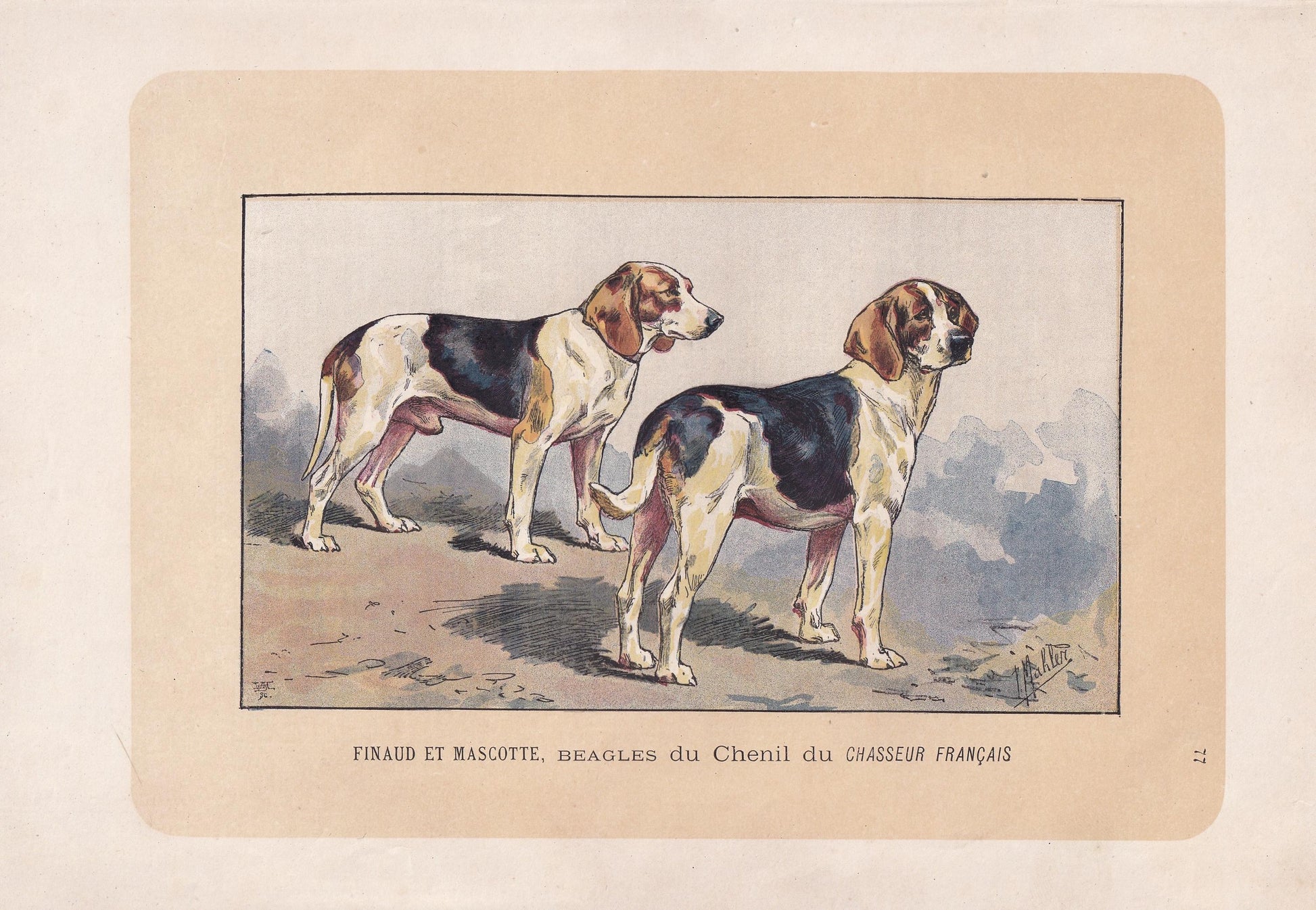 1896 BEAGLE DOG Print - Original Antique Hunting Dog Print - Dog Wall Art Gift - Animal Art - Dog Lover - 10 x 7 Inches