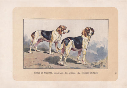 1896 BEAGLE DOG Print - Original Antique Hunting Dog Print - Dog Wall Art Gift - Animal Art - Dog Lover - 10 x 7 Inches