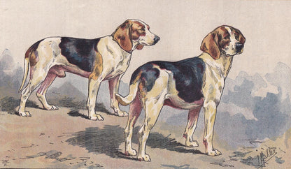 1896 BEAGLE DOG Print - Original Antique Hunting Dog Print - Dog Wall Art Gift - Animal Art - Dog Lover - 10 x 7 Inches