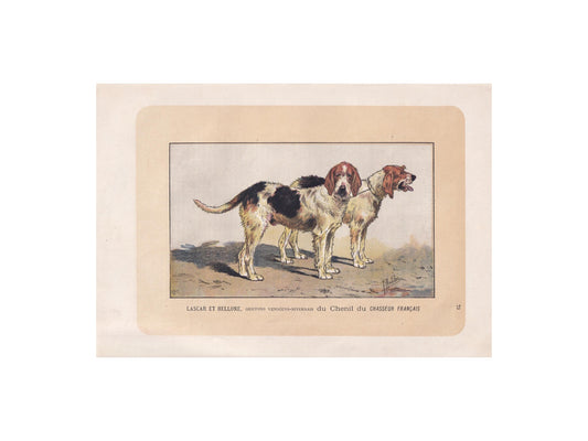 1896 GRIFFON NIVERNAIS DOG Print - Original Antique Hunting Dog Print - Dog Wall Art Gift - Animal Art - Dog Lover - 10 x 7 Inches
