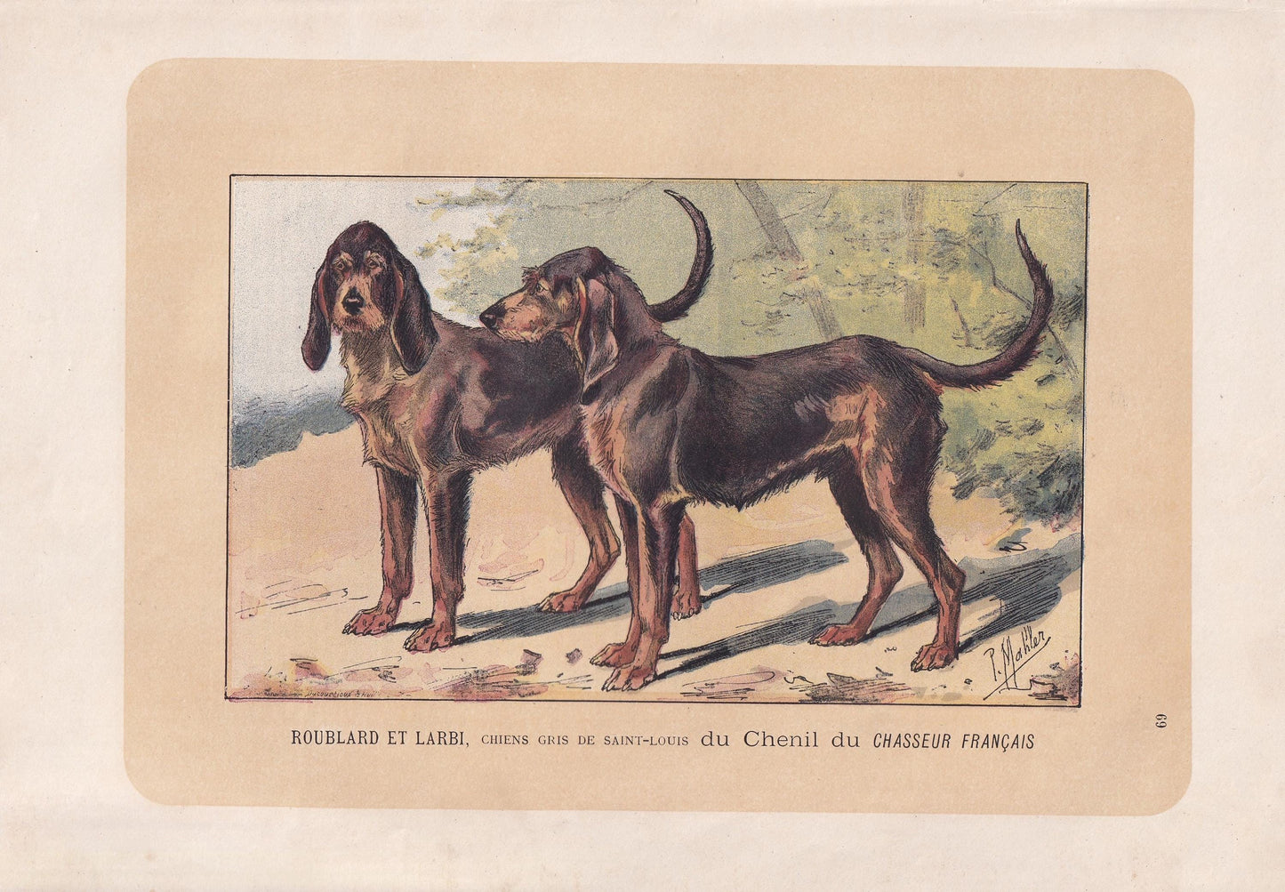 1896 CHIEN-GRIS DOG Print - Original Antique Hunting Dog Print - Dog Wall Art Gift - Animal Art - Dog Lover - 10 x 7 Inches