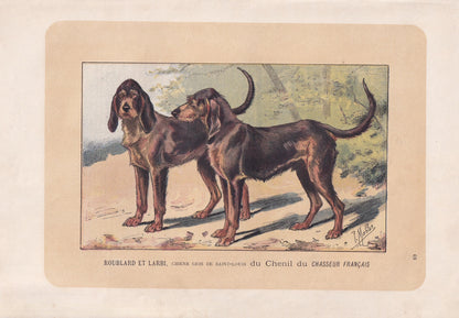 1896 CHIEN-GRIS DOG Print - Original Antique Hunting Dog Print - Dog Wall Art Gift - Animal Art - Dog Lover - 10 x 7 Inches