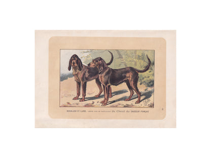 1896 CHIEN-GRIS DOG Print - Original Antique Hunting Dog Print - Dog Wall Art Gift - Animal Art - Dog Lover - 10 x 7 Inches