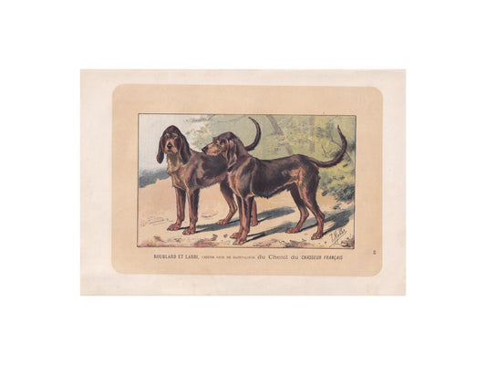 1896 CHIEN-GRIS DOG Print - Original Antique Hunting Dog Print - Dog Wall Art Gift - Animal Art - Dog Lover - 10 x 7 Inches